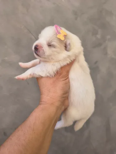 Spitz alemão 