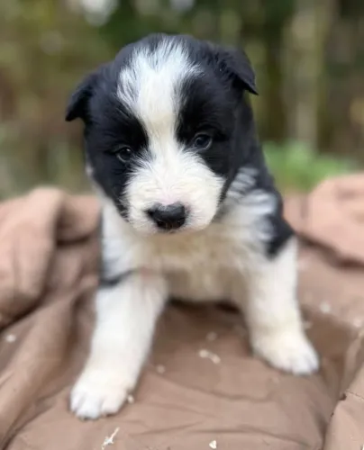 Filhotes de Border Collie | Filhote com amor de sobra.
