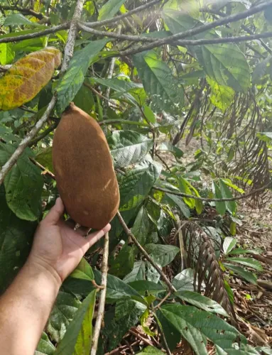 Vende - se lotes Frutivos 12.500 avista.ultimos lotes