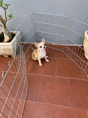 Filhote Chihuahua