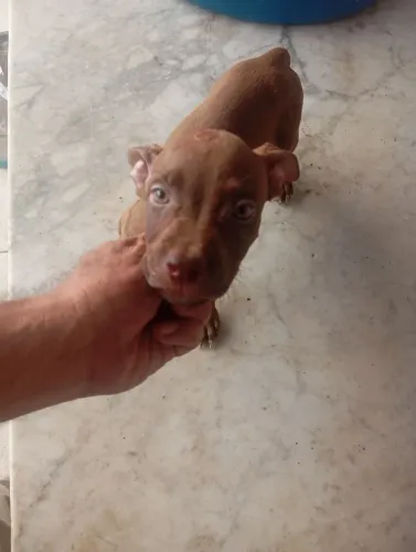 Vendo filhotes 400 reais * para ir embora hjbom para revender estou sem tempo 