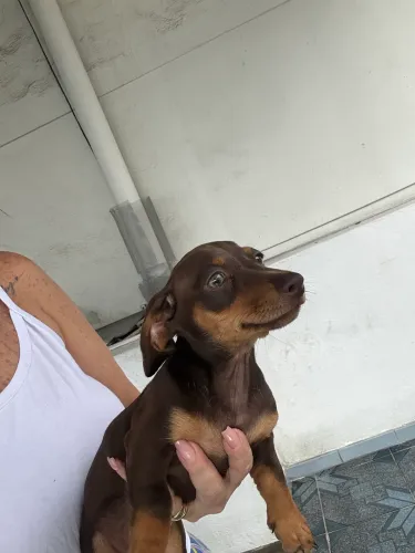 Linguicinha/Dachshund - Fêmea