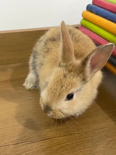 Coelho filhote da raça Netherland Dwarf