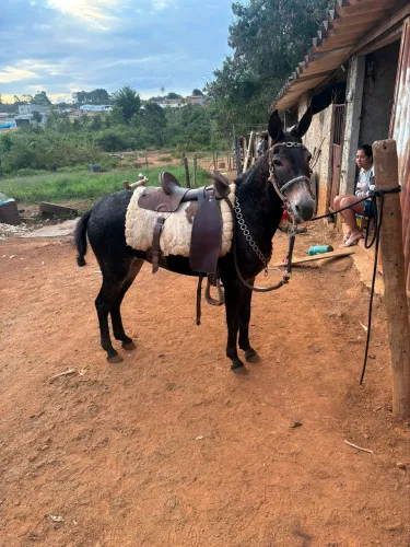 Mulinha preta de criança andar 