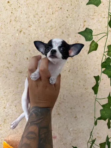 Chihuahua fêmea bibelô 