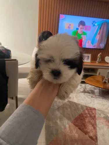 Filhotes de lhasa apso