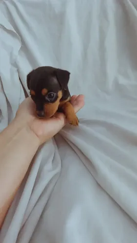 Pinscher miniatura macho 