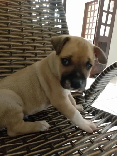 Pets para adoção ?