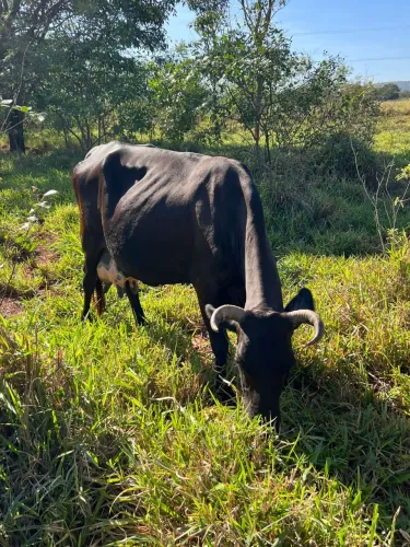 Vacas leiteiras