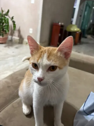 Estou doando uma gata super cariosa