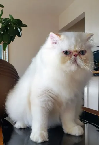 Persa Himalaia_ Com Pedigree _Cream Point - olhos azuis - Padrão de Luxo (Linhagem Russa)