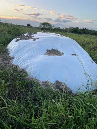 Silagem de milho ? 100% das espigas