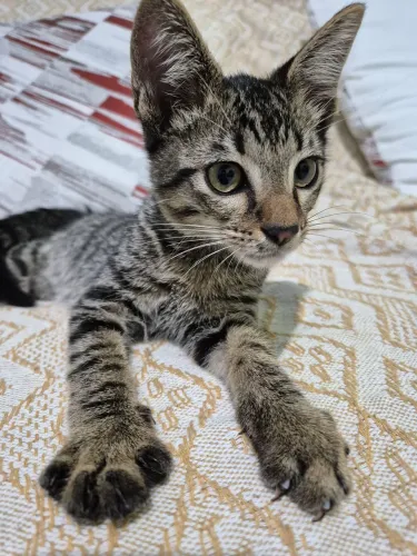 Gatinho pra adoção