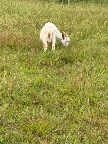 Cabrito e cabras