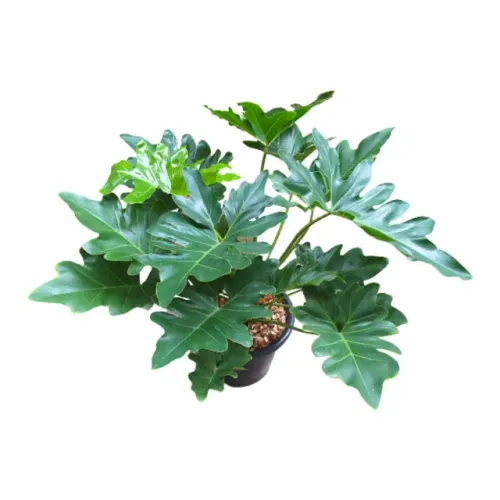  mudas do filodendro ondulado - philodendron undulatum 