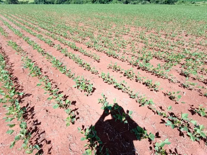 Fazenda com área para plantio
