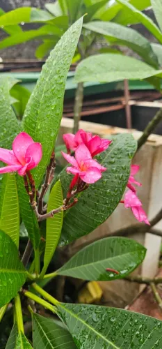 Jasmim Manga Vermelha,  Frangipani exuberantes!