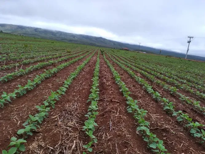 Fazenda de 392 alqueires em Niquelândia GO. 120.000 por alqueires