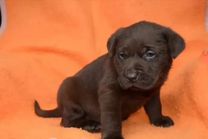 Labrador O Companheiro Perfeito para Quem Ama Diversão