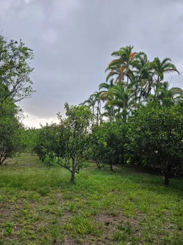 Sítio em Murinin - com Grande Variedade de Frutíferas.