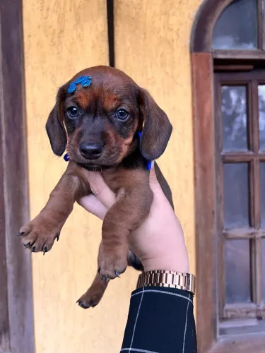Filhote de Dachshund à venda teckel salsicha caramelos