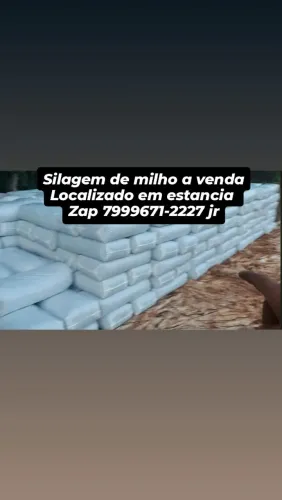 GARANTA SEU SILO DE MILHO PRO VERAO 