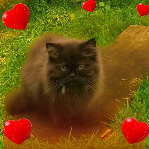 British shorthair Fêmea chocolate adorável- Havila filhotes