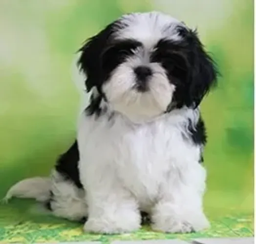 Shih-Tzu Fêmea Tricolor: Carinho e Alegria Em Cada Passo!
