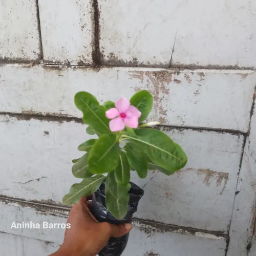 Vinca