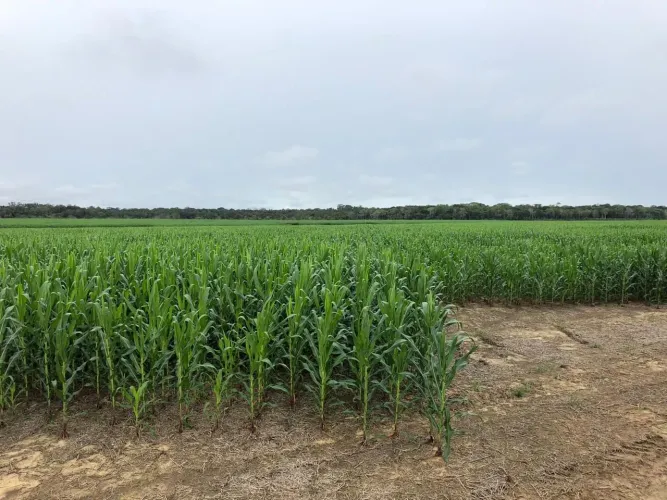 Fazenda de arrendamento 7.000hec em Humaitá RO. 4.500 plantando , argila 35%