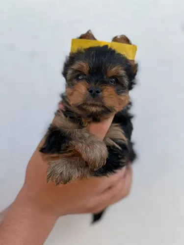 Yorkshire Terrier - Excelente Companhia