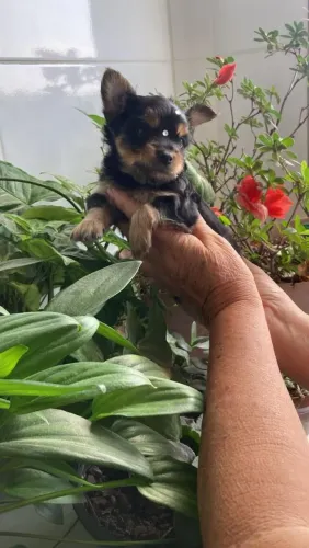 Filhote Yorkshire Terrier, Os mais encantadores estão prontos para te conhecer!