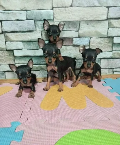 Pinscher zerinhos a pronta entrega os menores da região