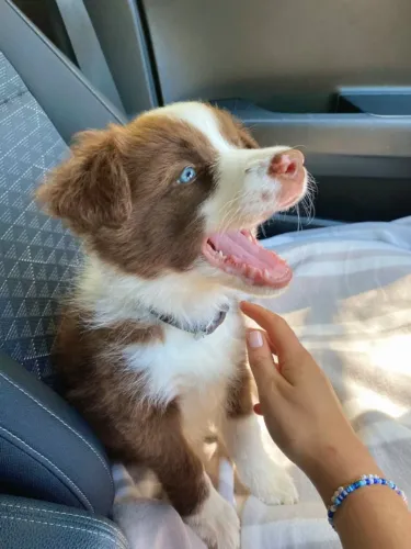 Border Collie Companheiro Ativo e Leal