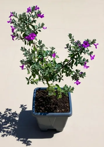 Vendo Planta Chuva de Prata