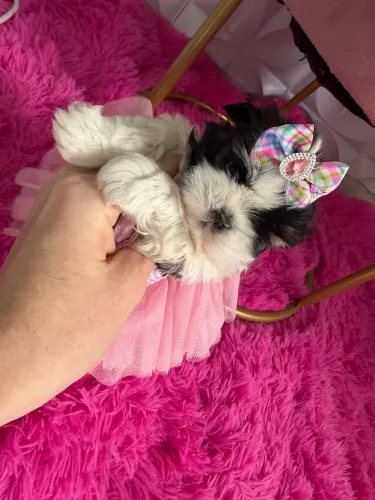 Shih Tzu fêmea miniatura disponível leia a descrição