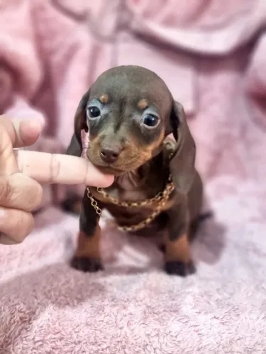 Basset teckel dachshund