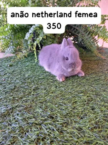mini coelhos disponíveis