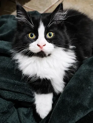 Filhote Maine coon