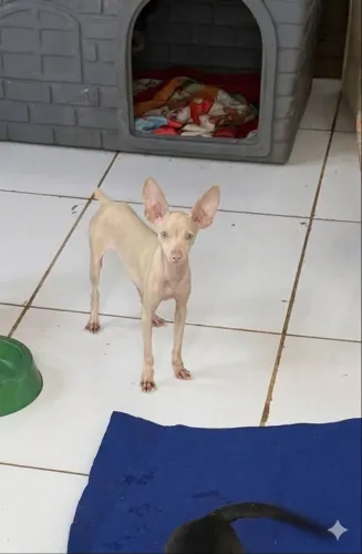Pinscher adulto 