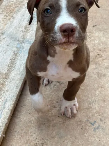 Pit monster 