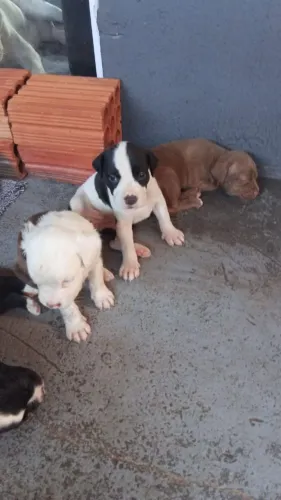 Pitbull americano