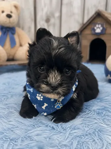 Lulu com Yorkshire disponível