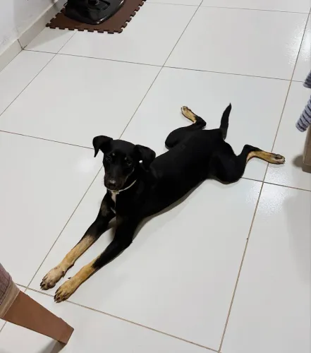 Cachorra para doação