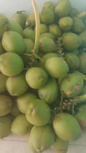 Vende-se coco