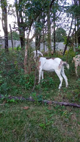 Vendo 6 cabras e 2 cabritos