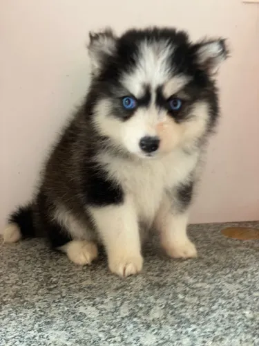 Husky Siberiano Filhote - Olhos Azuis Lindos