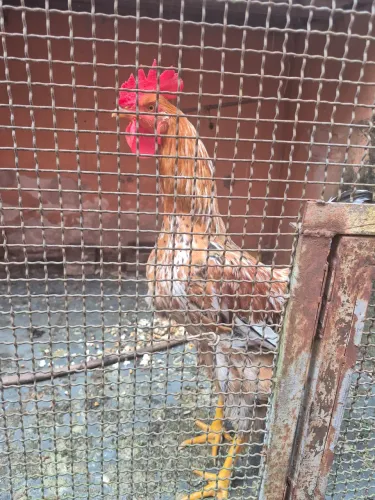 Galo de porte grande