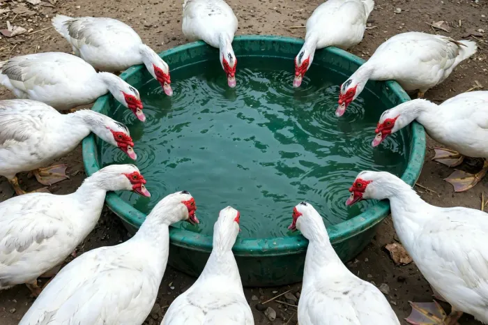 Patos em promoção do círio de Nazaré