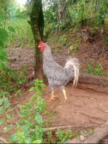 Galo